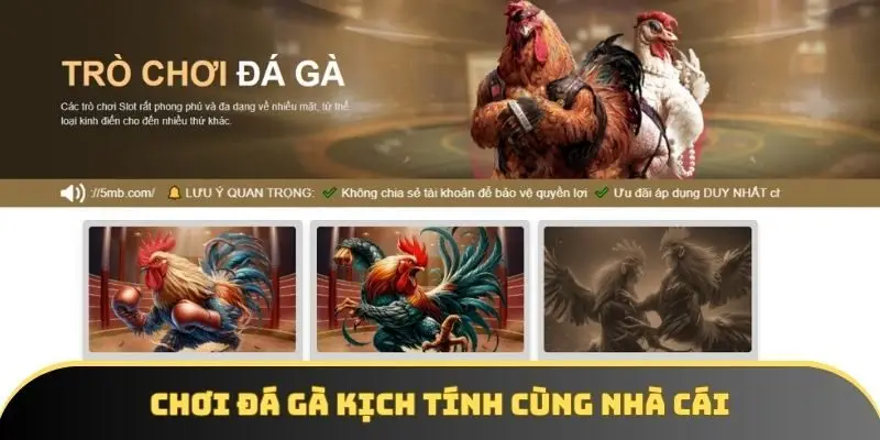 Chơi đá gà kịch tính cùng nhà cái
